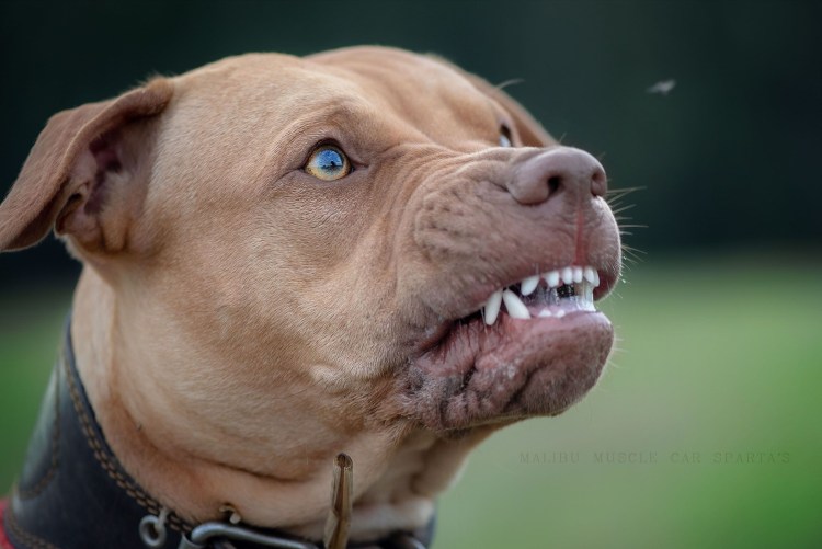 Питбуль на стероидах