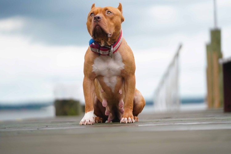 Американский питбультерьер полосатый