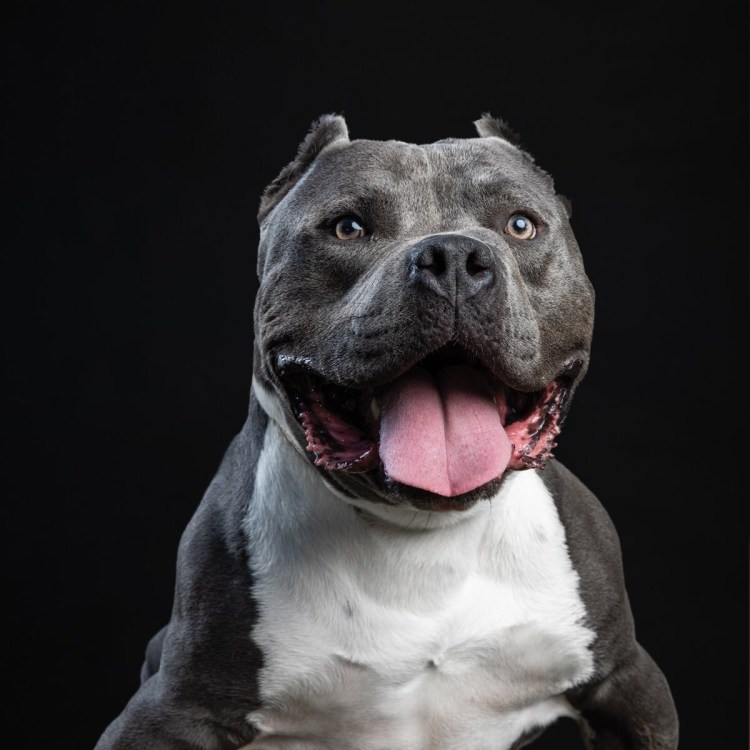 Аргентинский стаффордширский терьер