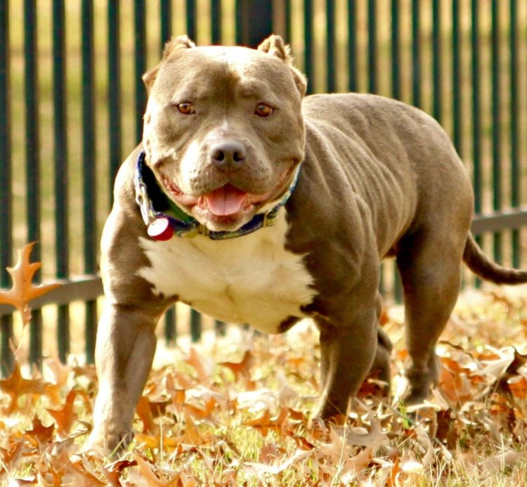 Однажды в Голливуде фильм 2019 собака