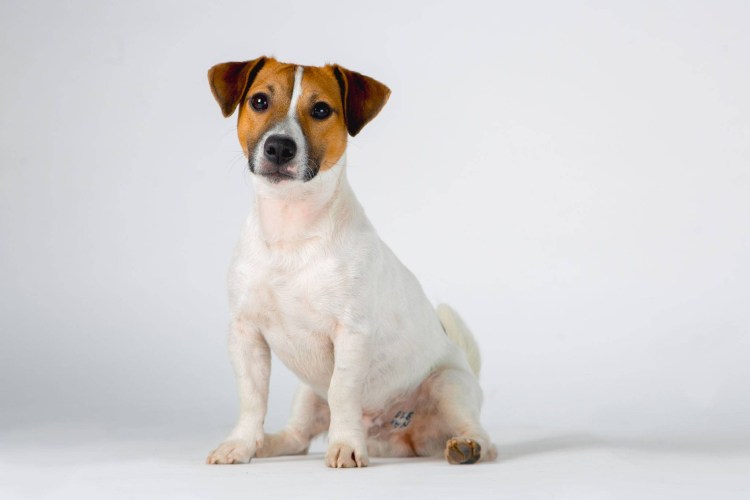 Собака Джек Рассел терьер