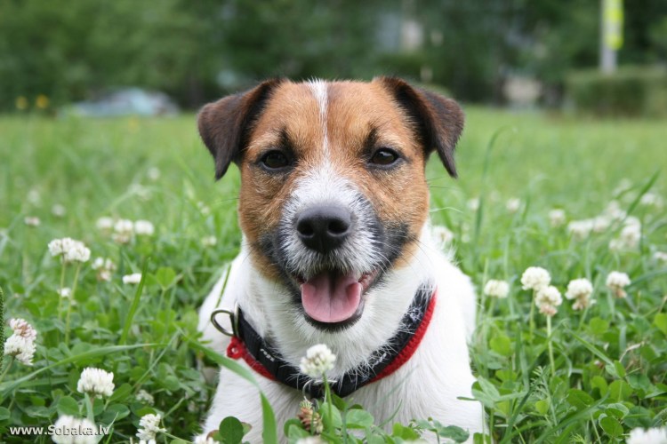 Джек Рассел Брокен