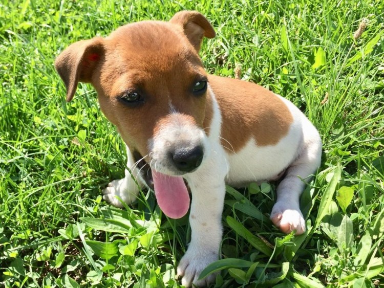 Парсон Рассел терьер гладкошерстный