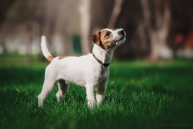 Джек Рассел черно белый коротколапый