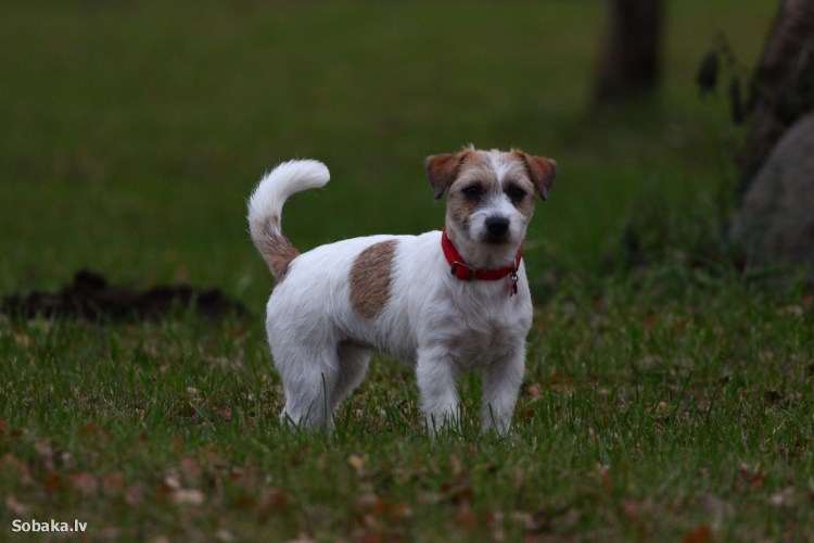 Собака Джек Рассел терьер
