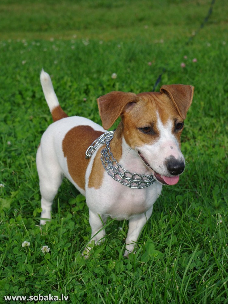 Джек-Рассел-терьер жесткошерстный