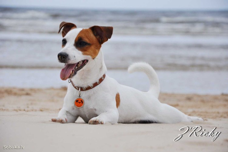 Джек Рассел