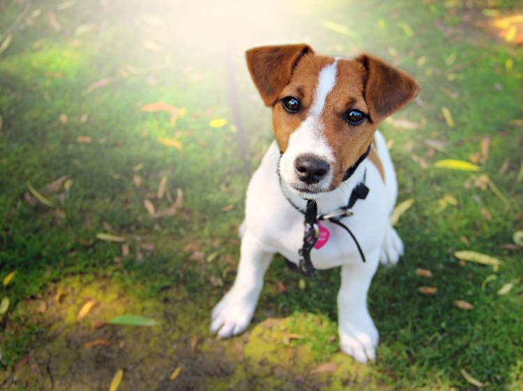 Джек Рассел терьер коротколапый гладкошерстный