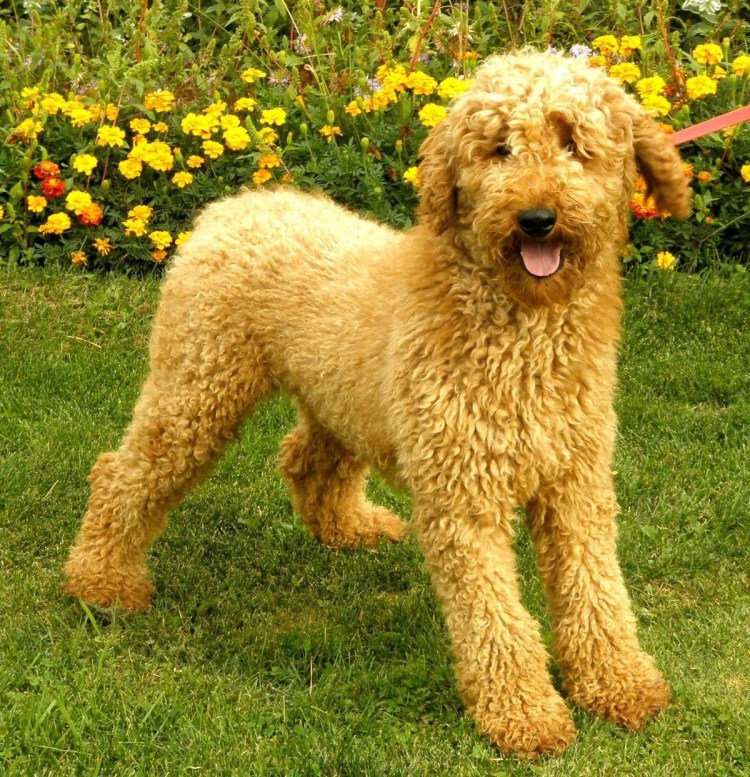 Той пудель нестриженный