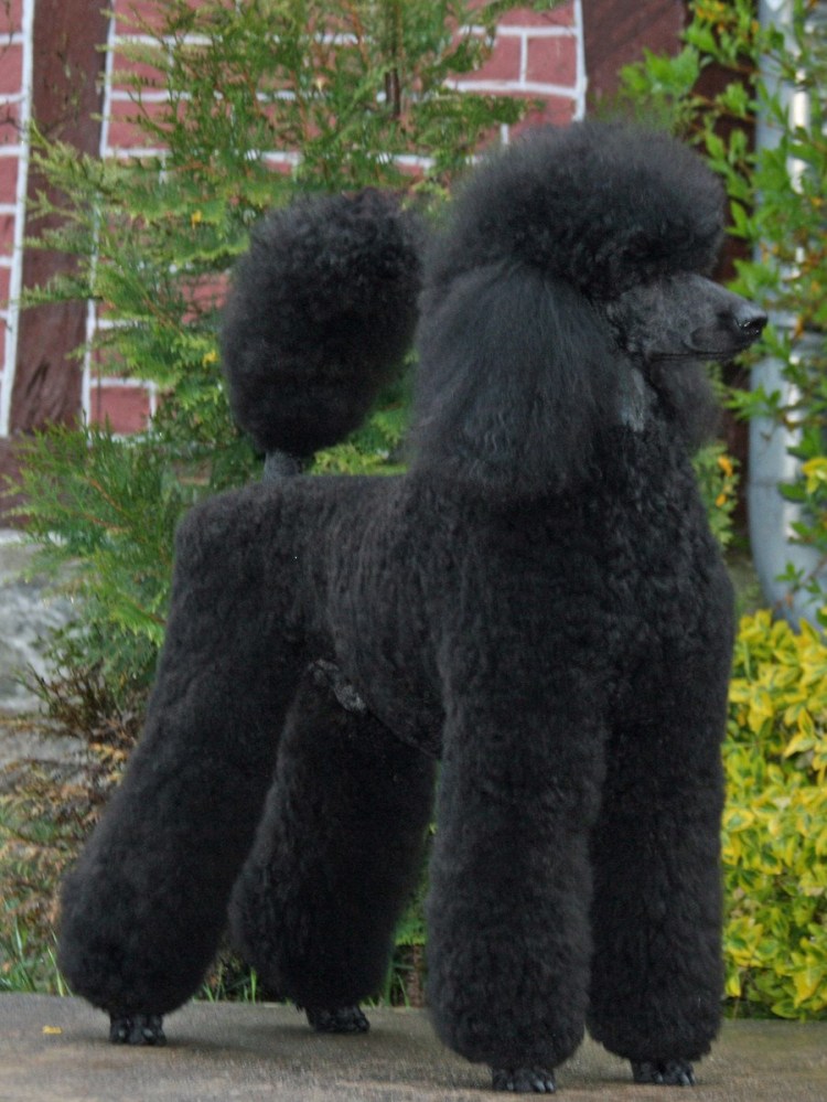 Королевский пудель НЕПОДСТРИЖАНЫЙ