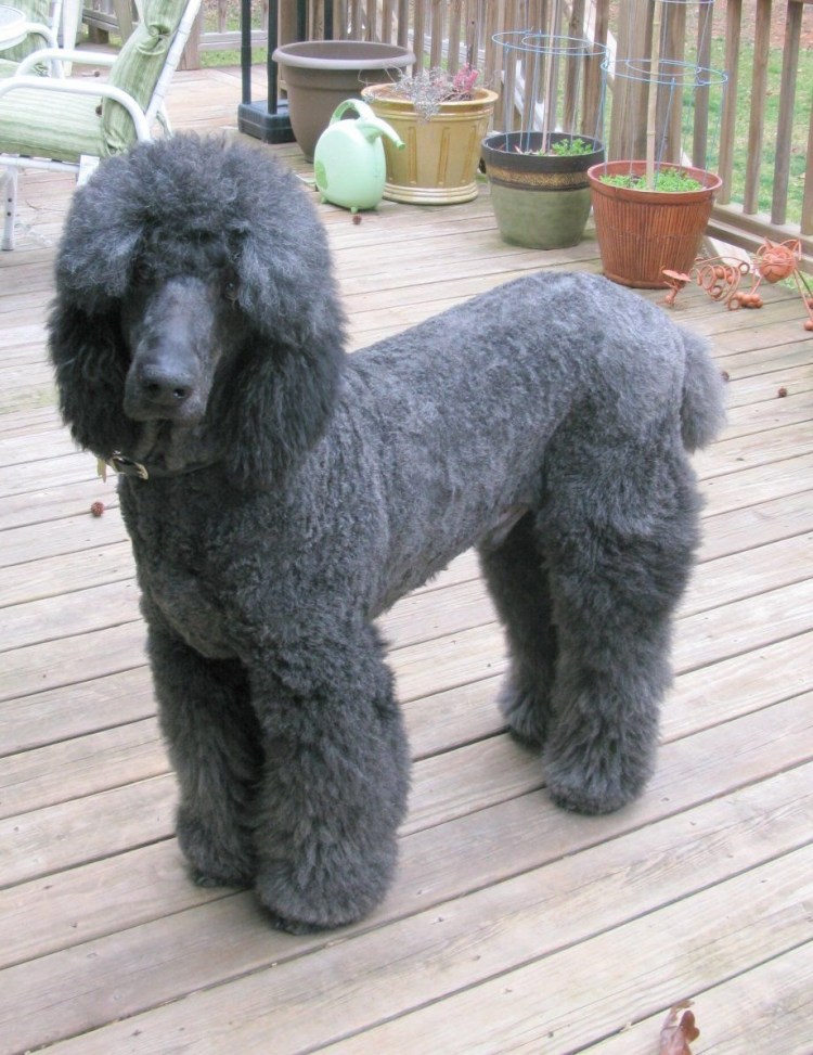 Королевский пудель черный нестриженный
