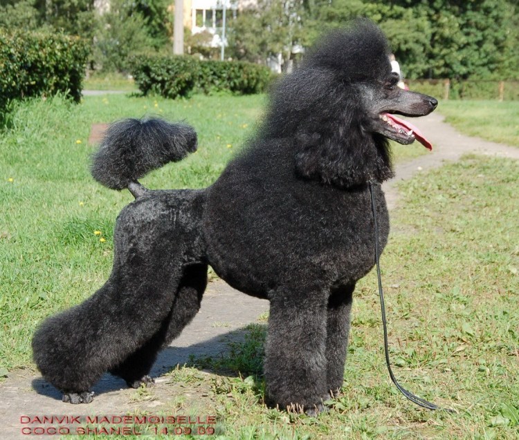 Королевский пудель