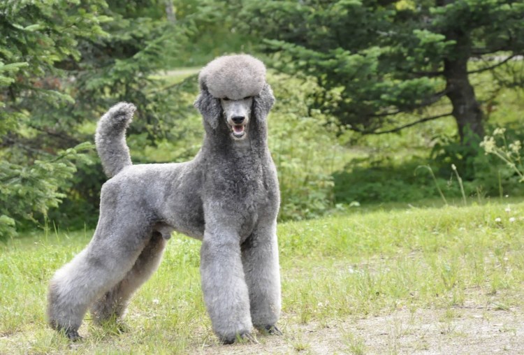 Большой пудель нестриженный
