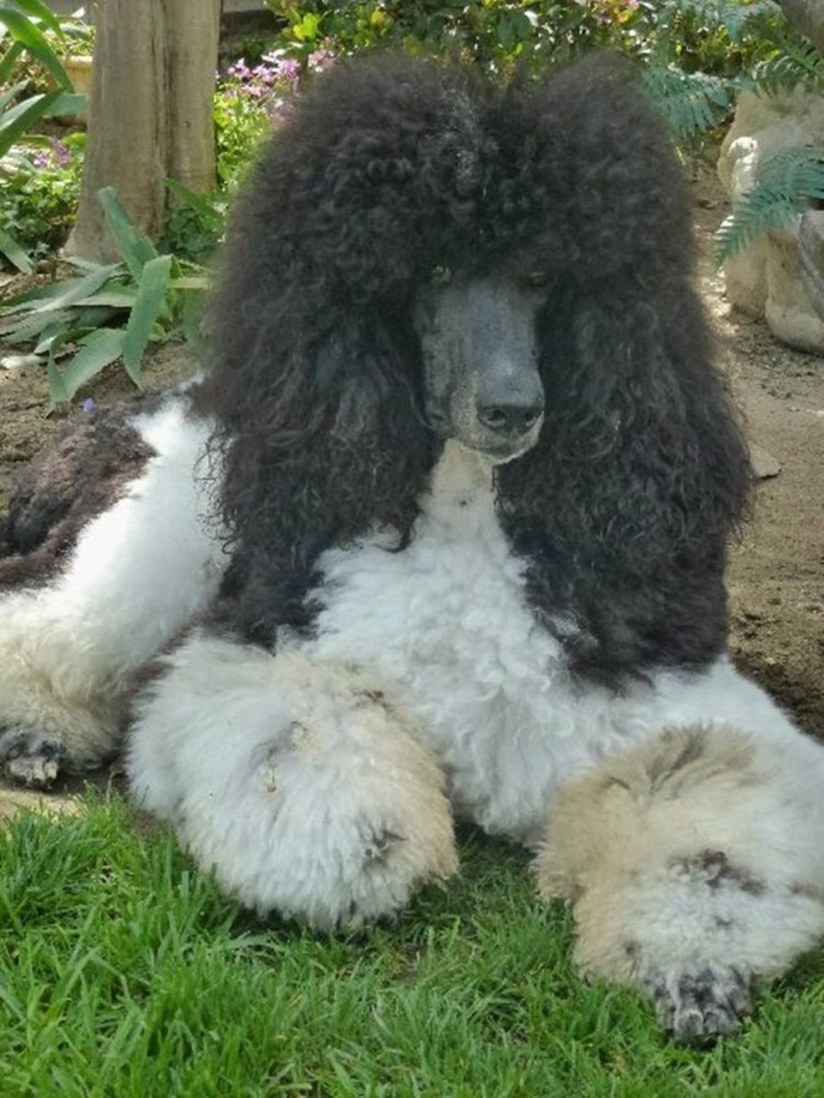 Малый пудель нестриженный