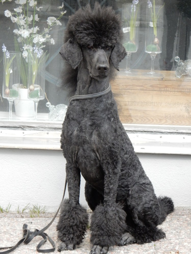 Большой пудель нестриженный