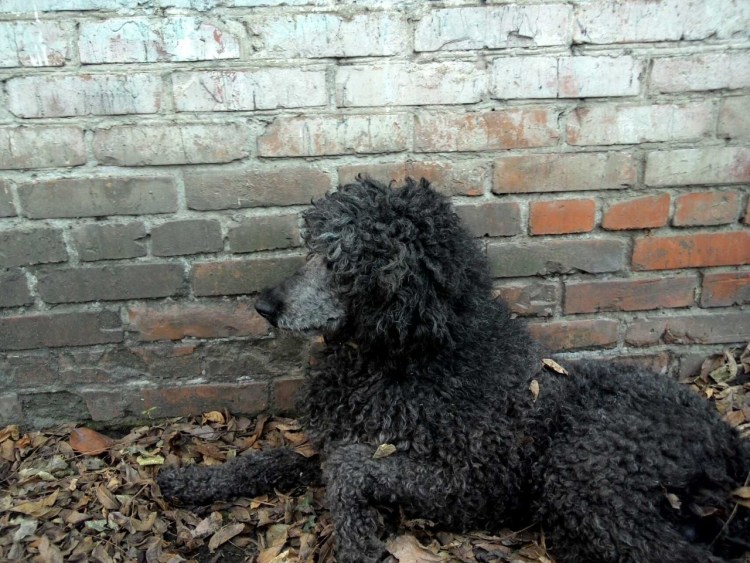 Королевский пудель белый стрижки