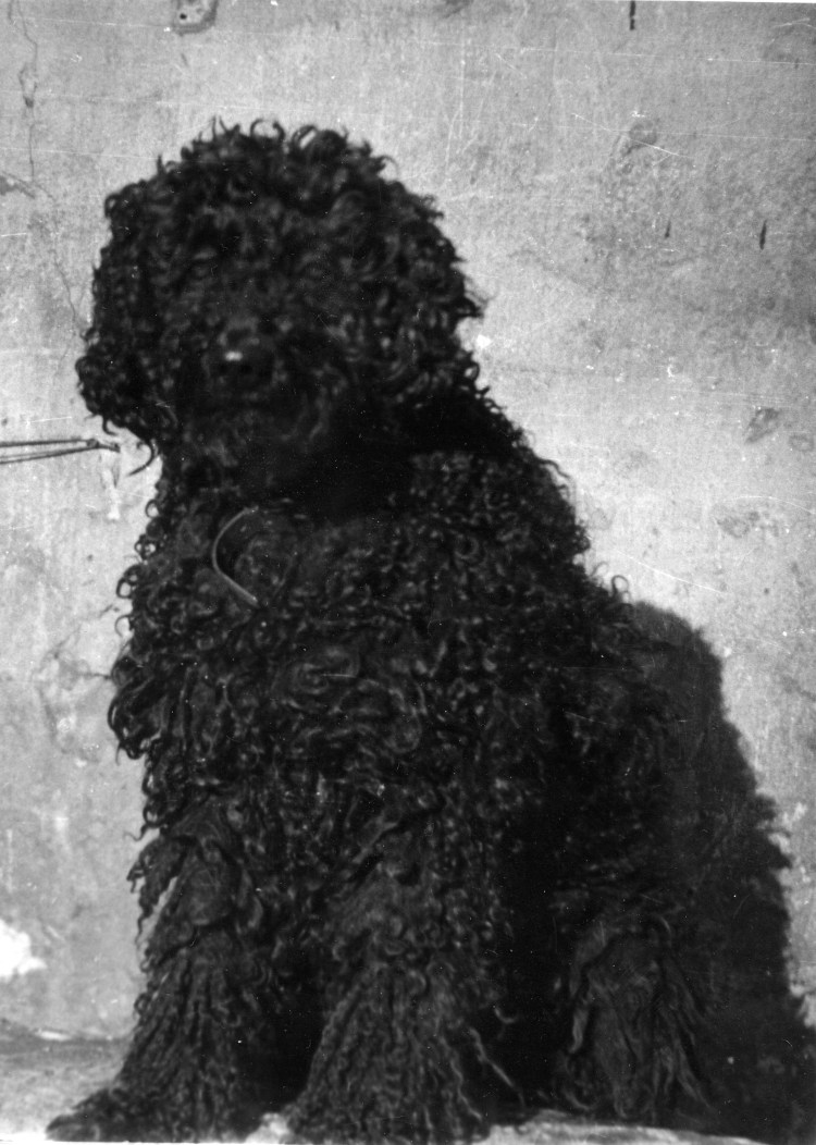 Карликовый Королевский пудель