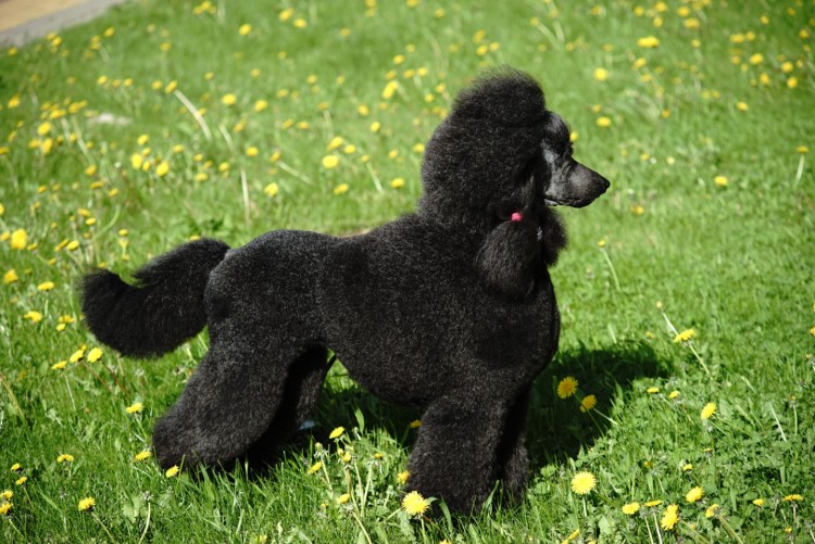 Королевский пудель щенок