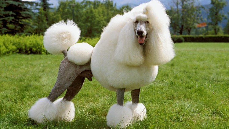 Королевский пудель не стиженный