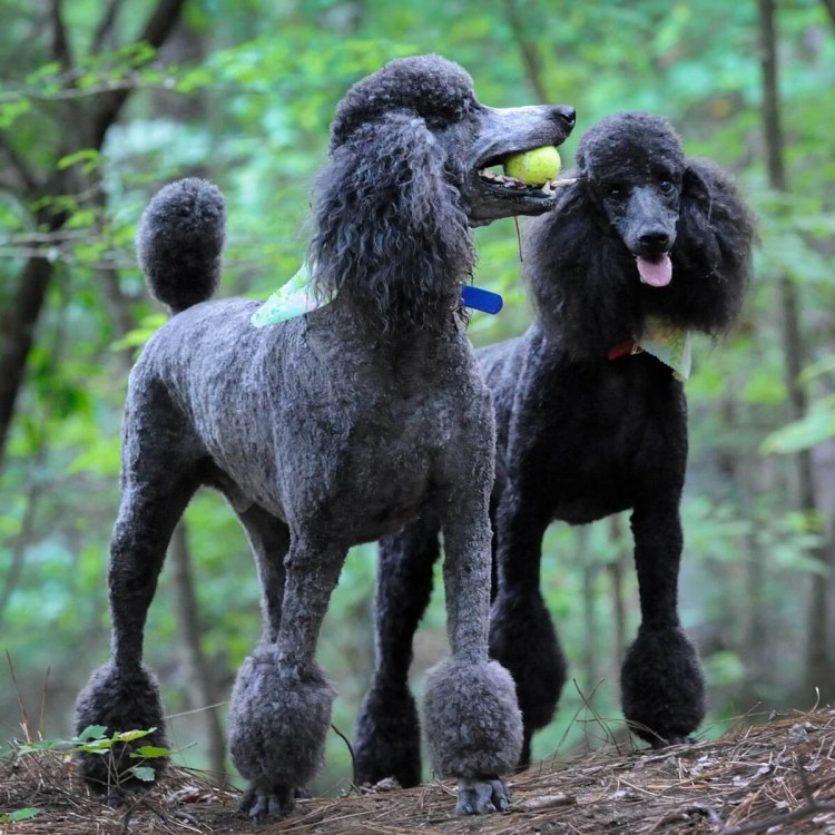 Чёрный Королевский пудель Джеки