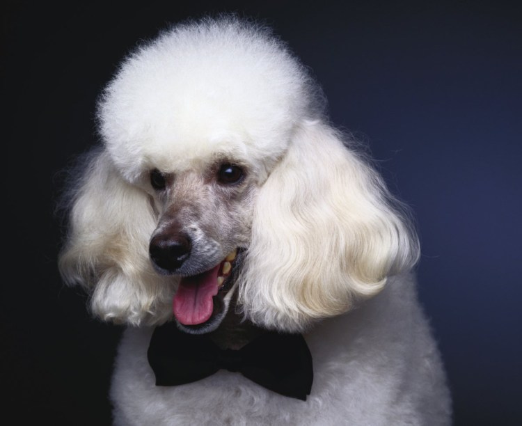 Королевский пудель подстриженный