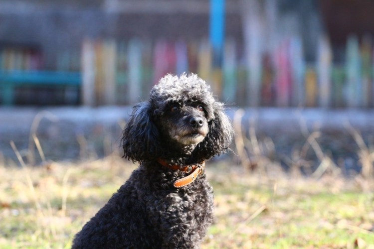 Пудель Скандинавский Лев