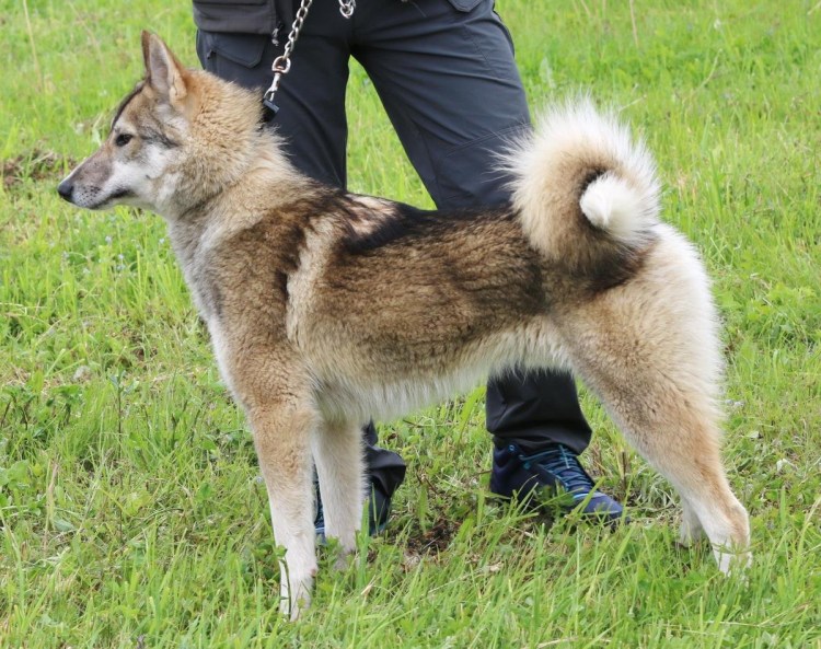 Западносибирская лайка рыжая