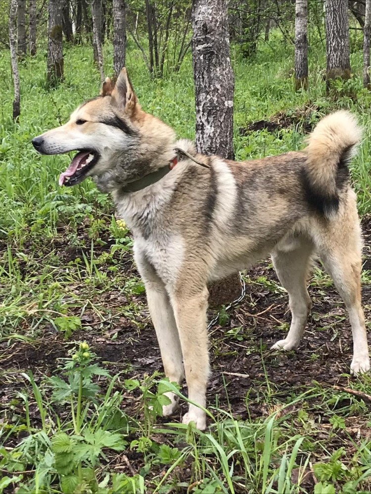Сибирская лайкасибаинская лайка