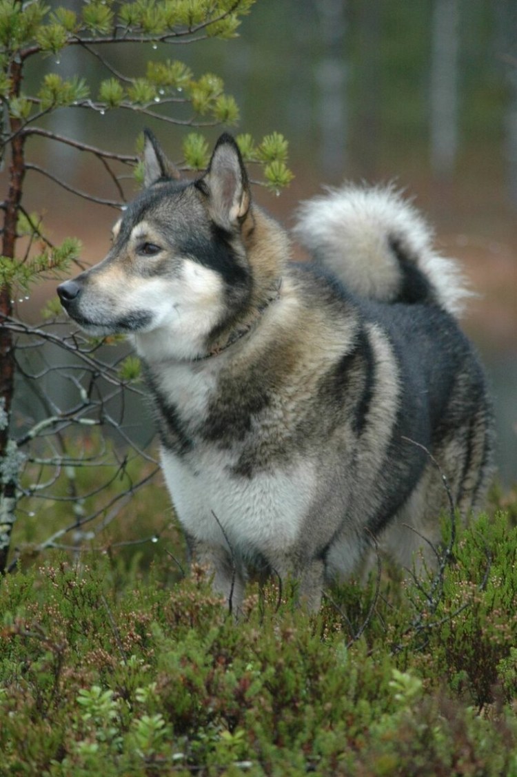 ЗСЛ Тайгур Волкова