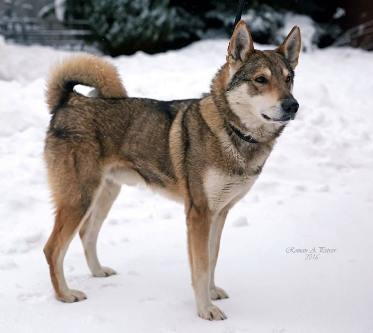 Лайка собака