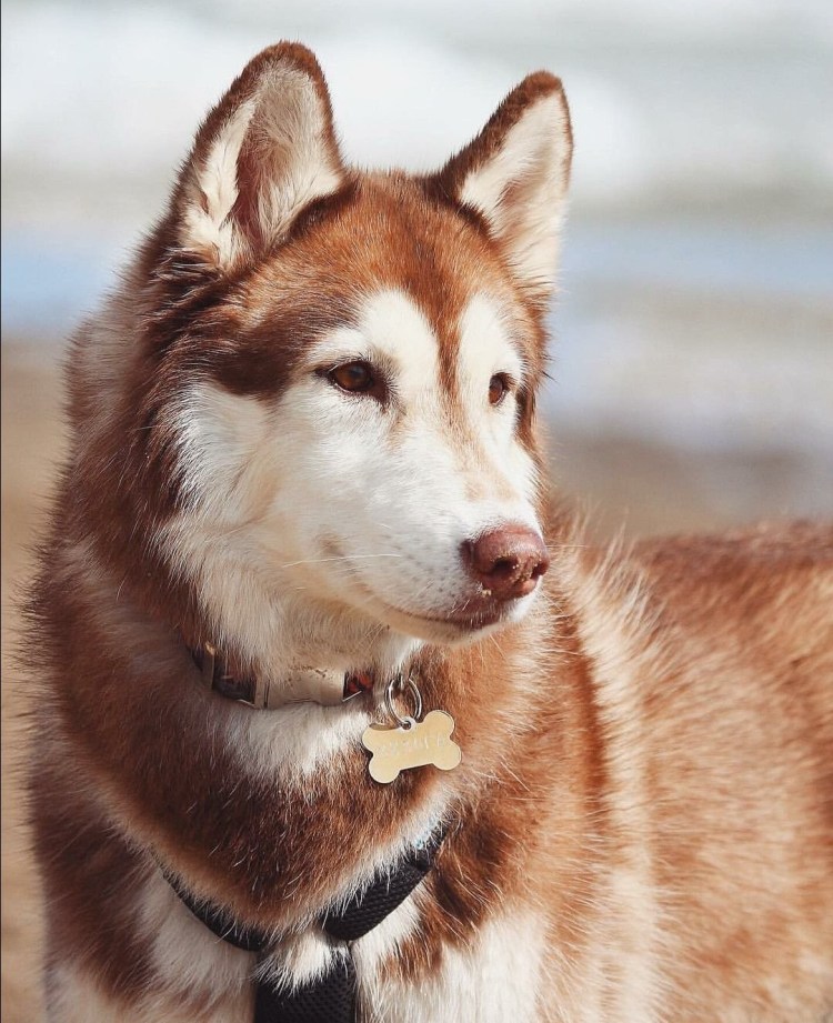 Имена для собаки лайки