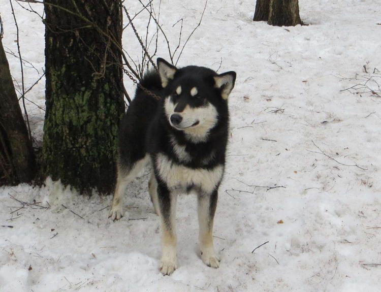 Щенки Дальневосточной лайки