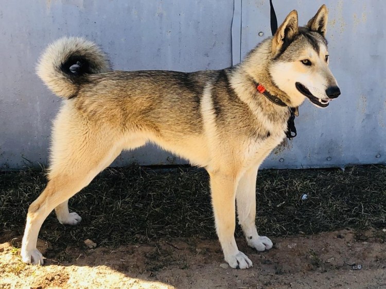 Западно Сибирская лайка