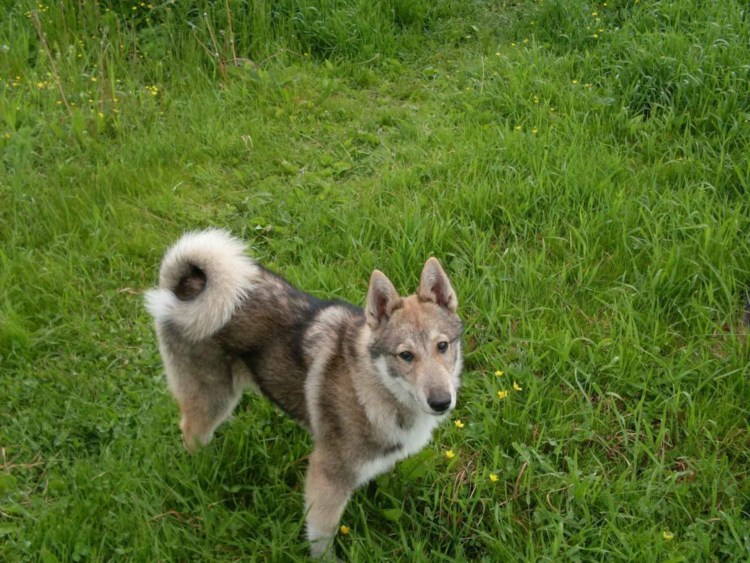 Западно-Сибирская ЛАЙКАЛАЙКА