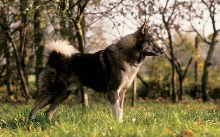 Эвенкийская лайка