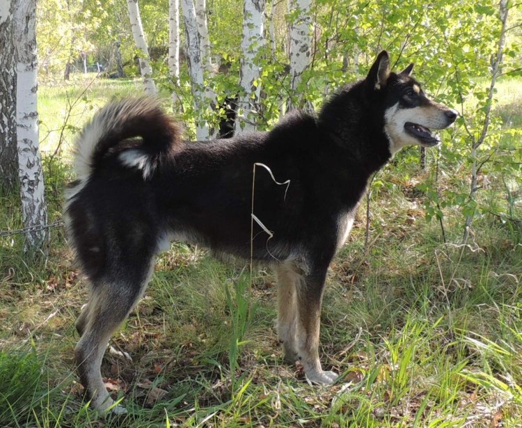 Лайка медвежатница