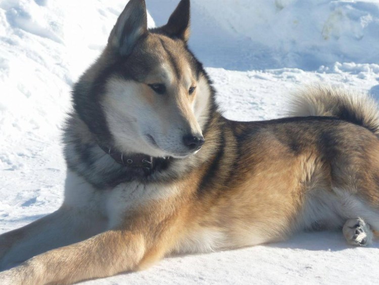 Западносибирская лайка