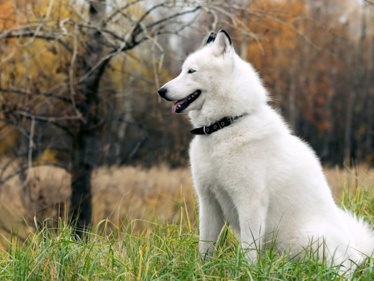 Западносиьирскпя Лпцка