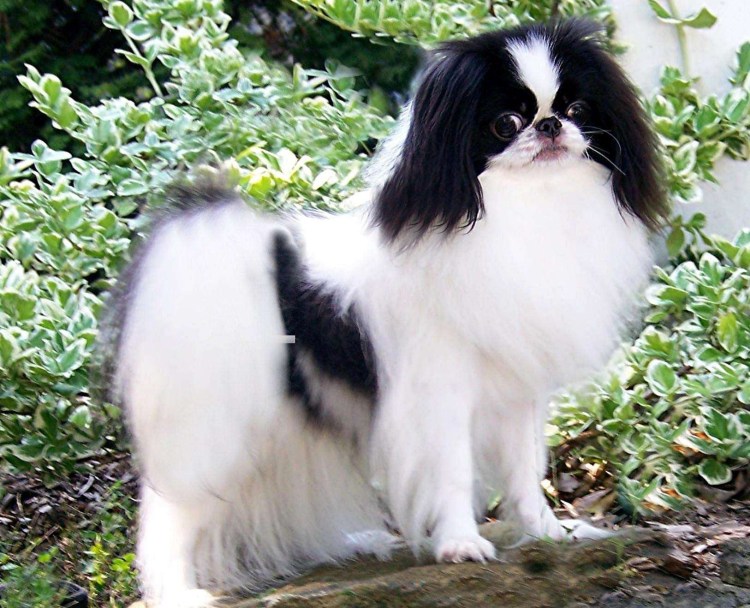 Порода японский Хин