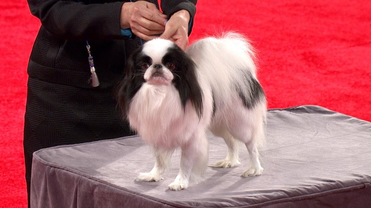 Японский Хин стрижка по породе