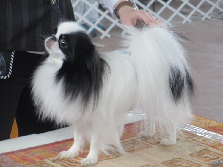 Японский Хин и ши тцу