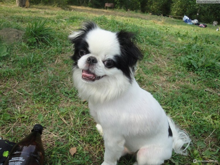 Грумминг японский Хин