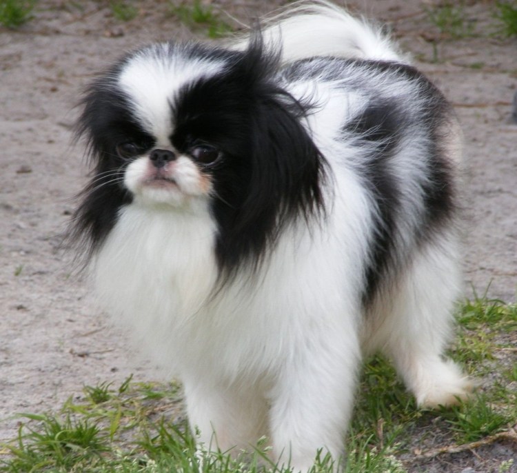 Тибетский Хин