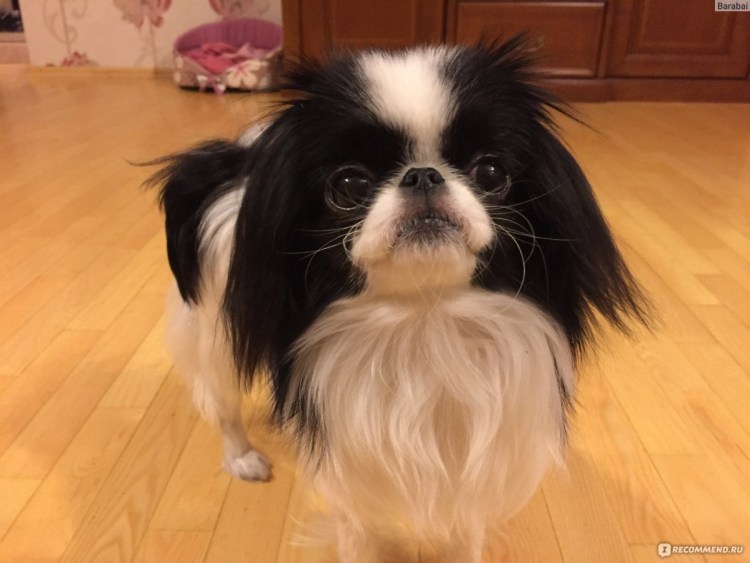 Помесь японского Хина