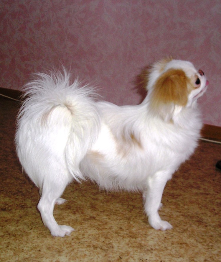 Королевский Хин собака