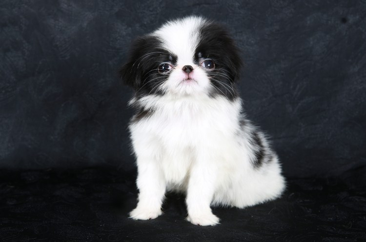 Японский Хин