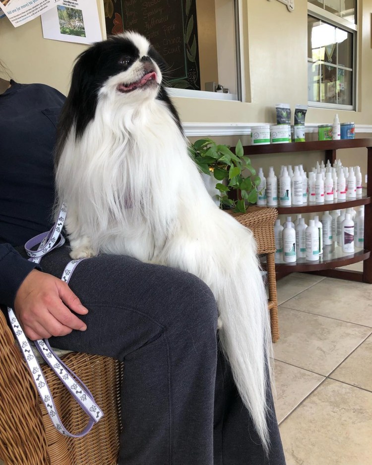 Груминг японского Хина