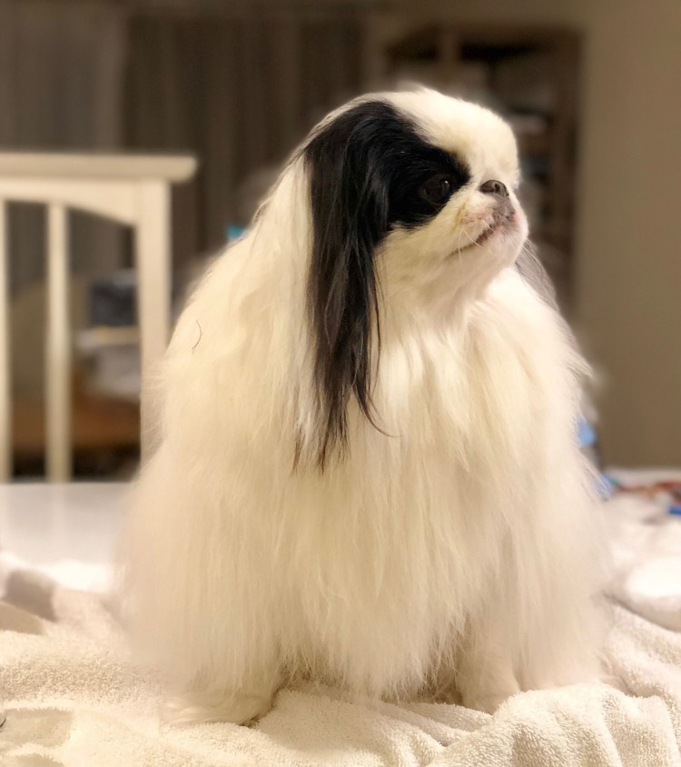 Груминг японского Хина