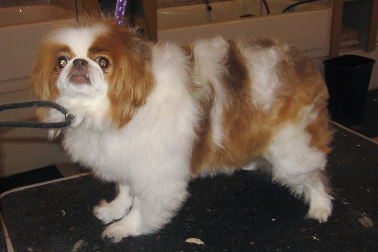 Японский Хин гладкошерстный