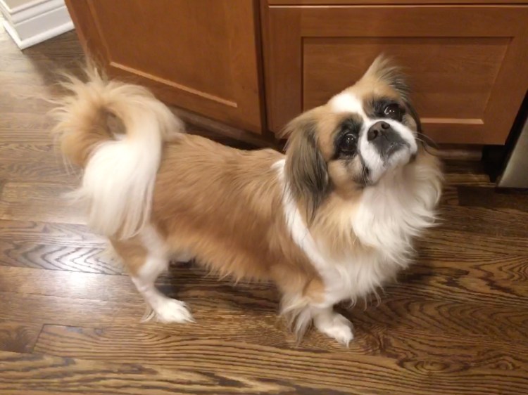 Японский Хин Королевский